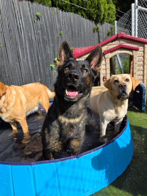 Dogs swimming at 4 Paws daycare wollongong