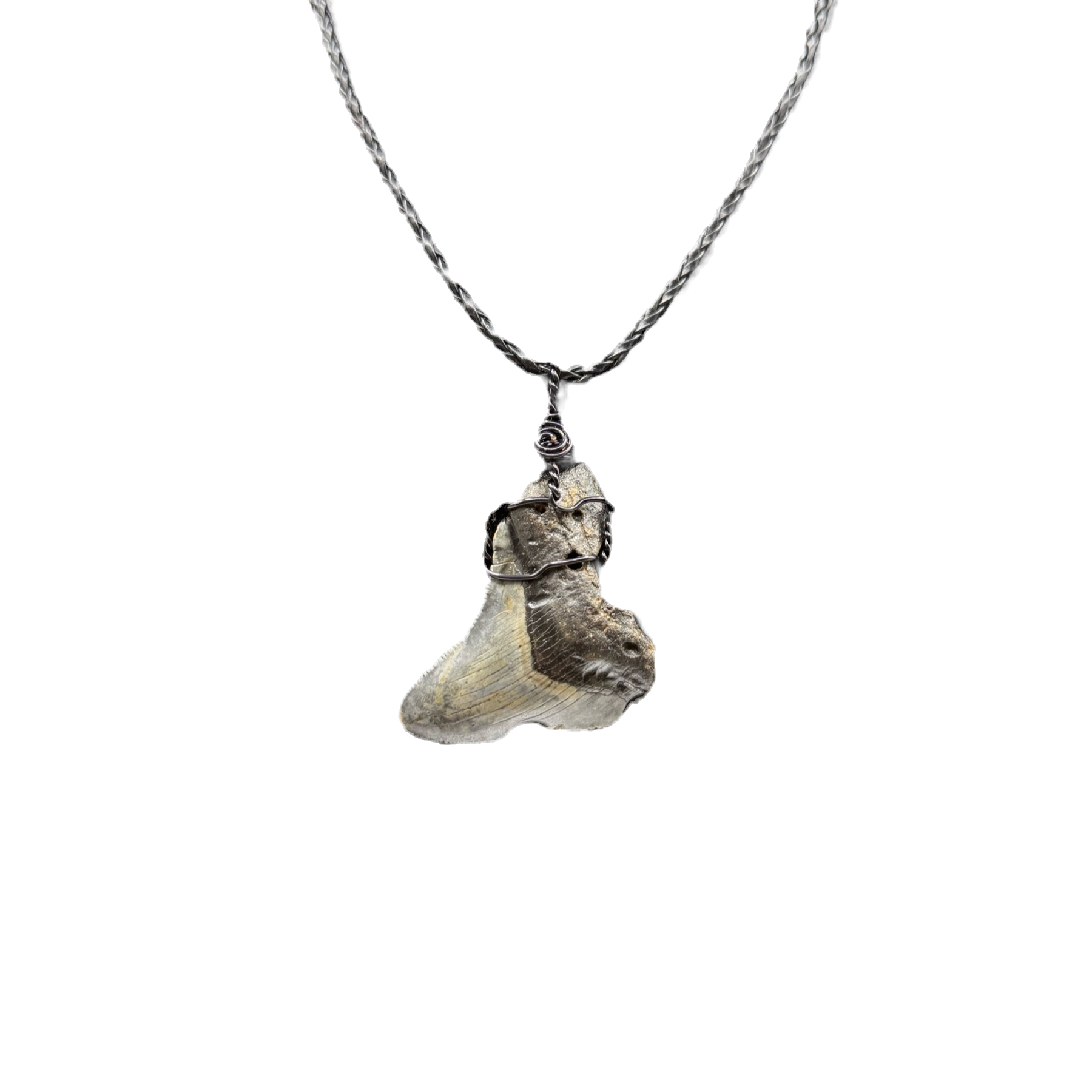 Megalodon Tooth