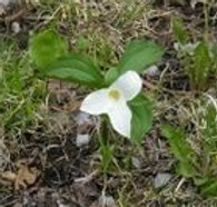 Trillium.jpg