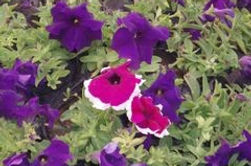 Princess Petunias.jpg