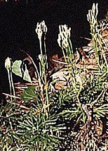lycopodium.jpg