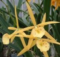 orchid.jpg