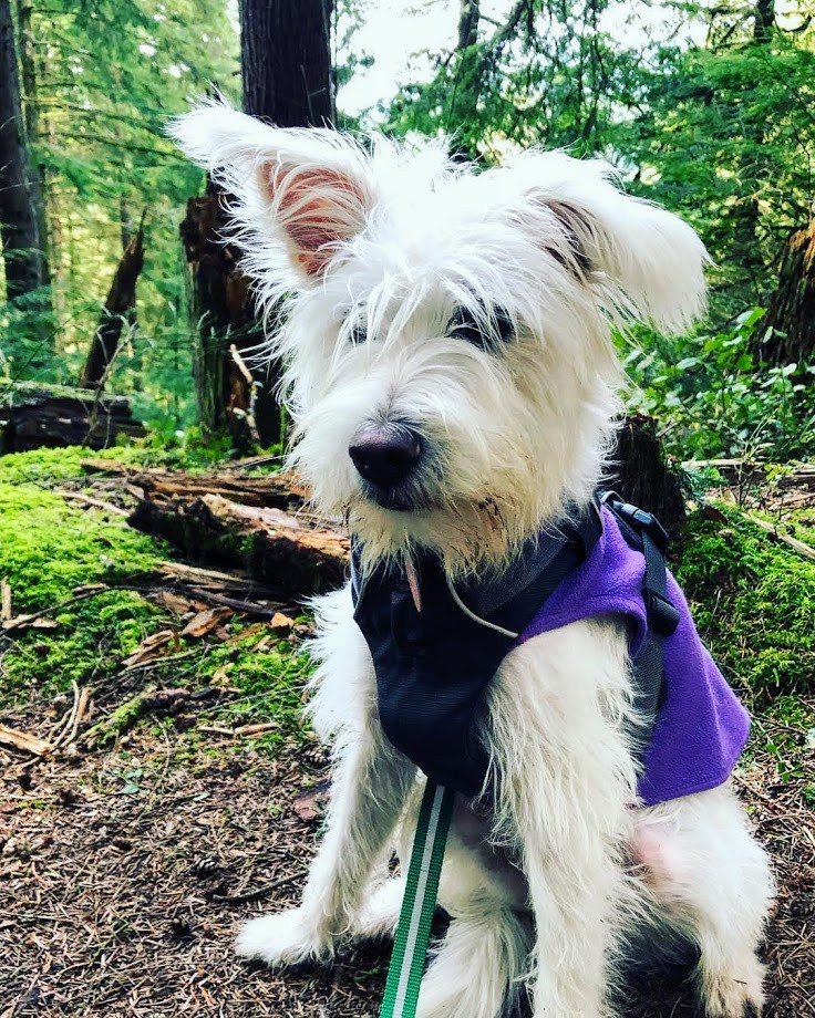 dog rescue, Vancouver, About a dog rescue society, dog rescue, Vancouver, About a dog rescue society,