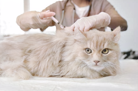 Kitty Post April 2026