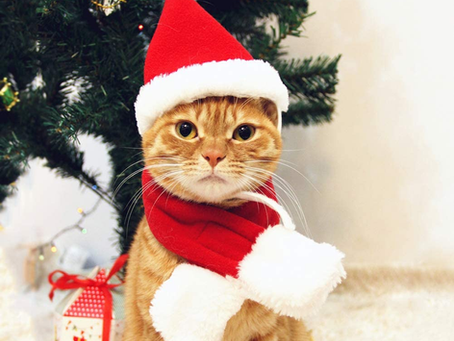 Kitty Post December 2021: Navigating the Holidays with Kitties By Lyla Ashburn
