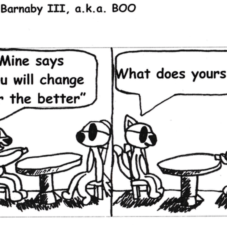Boosipherous Boonipherous Bojangles Barnaby III, a.k.a Boo (#22)