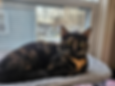 CALLIOPE