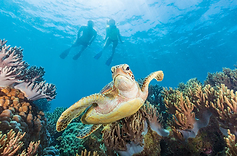 Attention all Malaysians! Are you looking for your next adventure? Look no further than Queensland, Australia, and there's no better way to get there than with Scoot airline. Why Queensland, you may ask? Let us give you five exciting reasons: The Great Barrier Reef Queensland is home to the Great Barrier Reef, the largest living structure on earth. Snorkel or dive among the stunning coral formations and witness an underwater world filled with colorful fish, turtles, and even sharks. Scoot airline makes it easy to get there with flights to Cairns and the Whitsunday Islands. 2. The Gold Coast With miles of golden sand beaches, world-class surf breaks, and a buzzing nightlife scene, the Gold Coast is a must-visit destination in Queensland. Here, you can also kick off your theme park adventure at Warner Bros World, Dreamworld, Sea World and more. Scoot airline flies directly to Gold Coast airport, so you can start your adventure as soon as you land. 3. The Sunshine Coast If you're looking for a more laid-back beach getaway, head to the Sunshine Coast. With charming towns, secluded beaches, and plenty of outdoor activities, it's the perfect place to unwind. 4. The Daintree Rainforest The Daintree Rainforest is a tropical wonderland filled with rare and exotic plants and animals. Take a guided tour or hike through the lush forest and discover a whole new world. Scoot airline flies to Cairns, the gateway to the Daintree Rainforest. 5. The Outback For a truly unique adventure, head to the Outback. Explore ancient rock formations, see wildlife up close, and learn about the indigenous culture of Australia's vast interior. Scoot airline flies to Townsville, the perfect starting point for an Outback adventure. So what are you waiting for, Malaysians? Book your Scoot airline flights to Queensland now and experience the adventure of a lifetime and more. Leave the planning and booking to the Aussie specialists at Sedunia Travel and just turn up at the airport. From the Great Barrier Reef to the Outback, Queensland has it all.