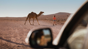 Wine & Wildlife in Sydney’s Surrounds