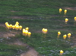 Ducks in the river