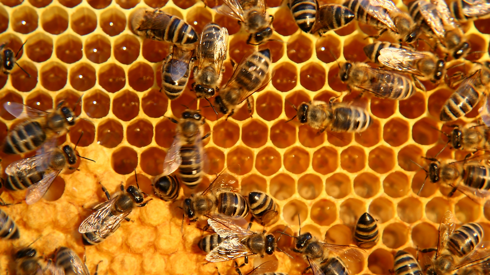 Bienenwabe.png