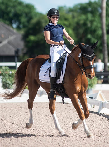 ParaEquestrian dressage horse