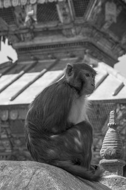 Swayambhu (Monkey Temple)