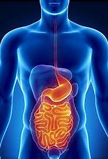 Gut Health Image.png
