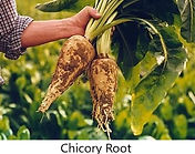 Chicory root image.jpg