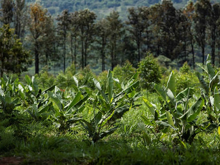 Sugestão de implantação de agrofloresta em local próximo do rio Atuba é avaliada