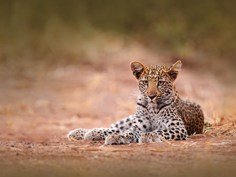 Animal Magic: The Panther and The Leopard