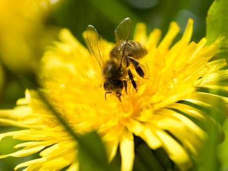 Animal Magic: The Bee