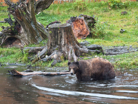 Animal Magic: The Bear