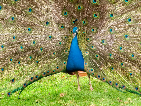 Animal Magic: The Peacock