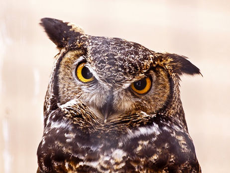 Animal Magic: The Owl