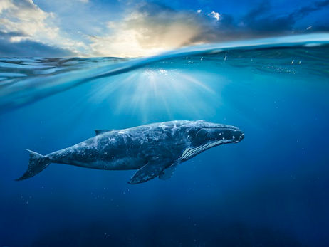 Animal Magic: The Whale