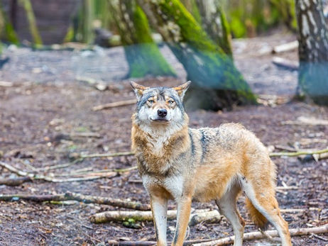 Animal Magic: The Wolf