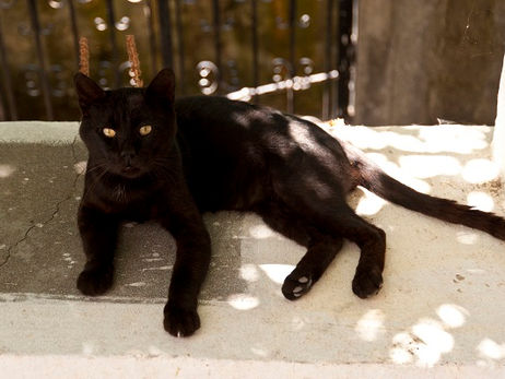 Animal Magic: The Cat