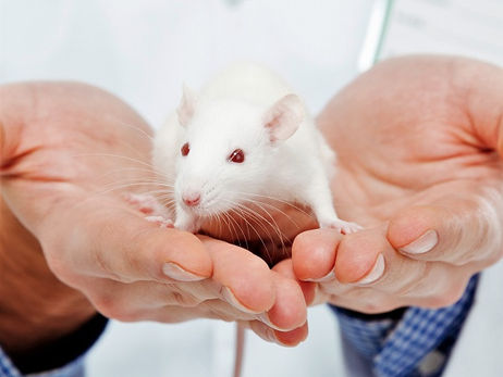 Animal Magic: The Rat