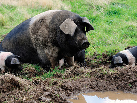 Dear Diary: Unpleasant experience, seagulls and pigs