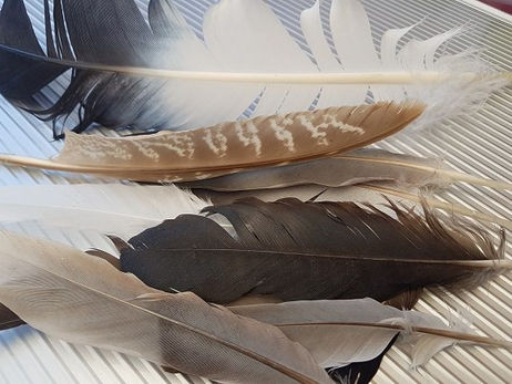 Birds: The magic of feathers
