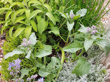 To sage or not to sage...