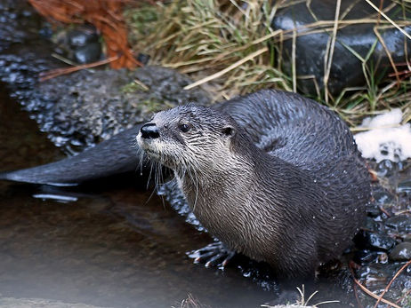 Animal Magic: The Otter