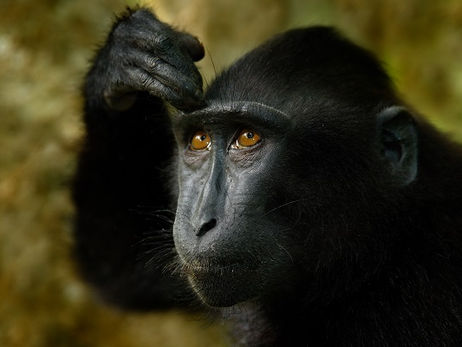 Animal Magic: The Monkey