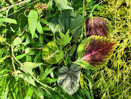 The Magic of Leaves and Thorns
