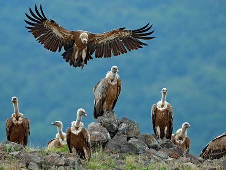 Animal Magic: The Vulture