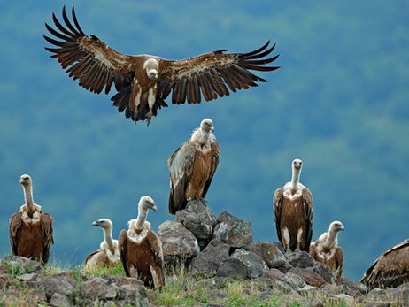 Animal Magic: The Vulture