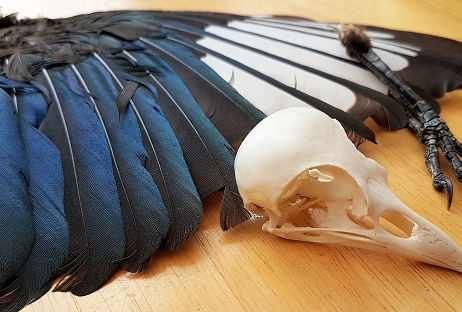 Using animal parts in magic