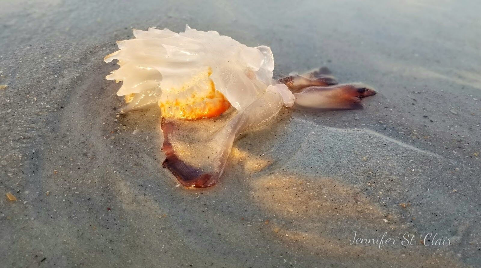 Beach Life Collection