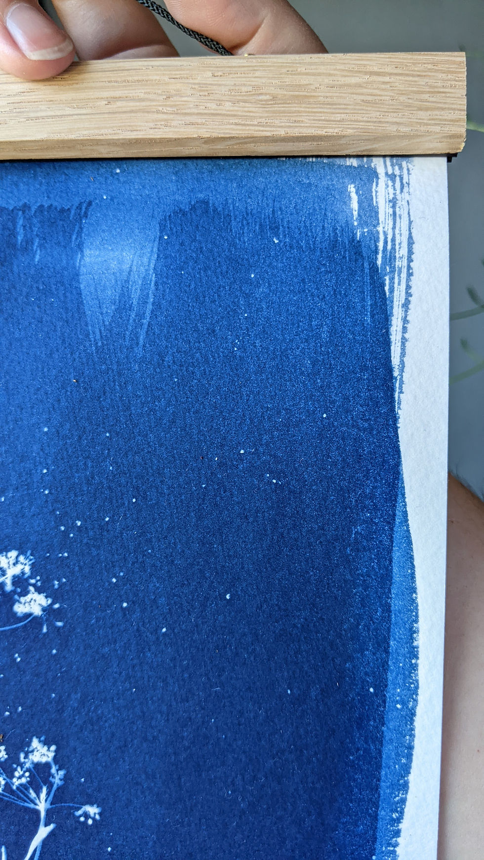 Thumbnail: "Foeniculum Vulgare" fennel (A4 cyanotype)