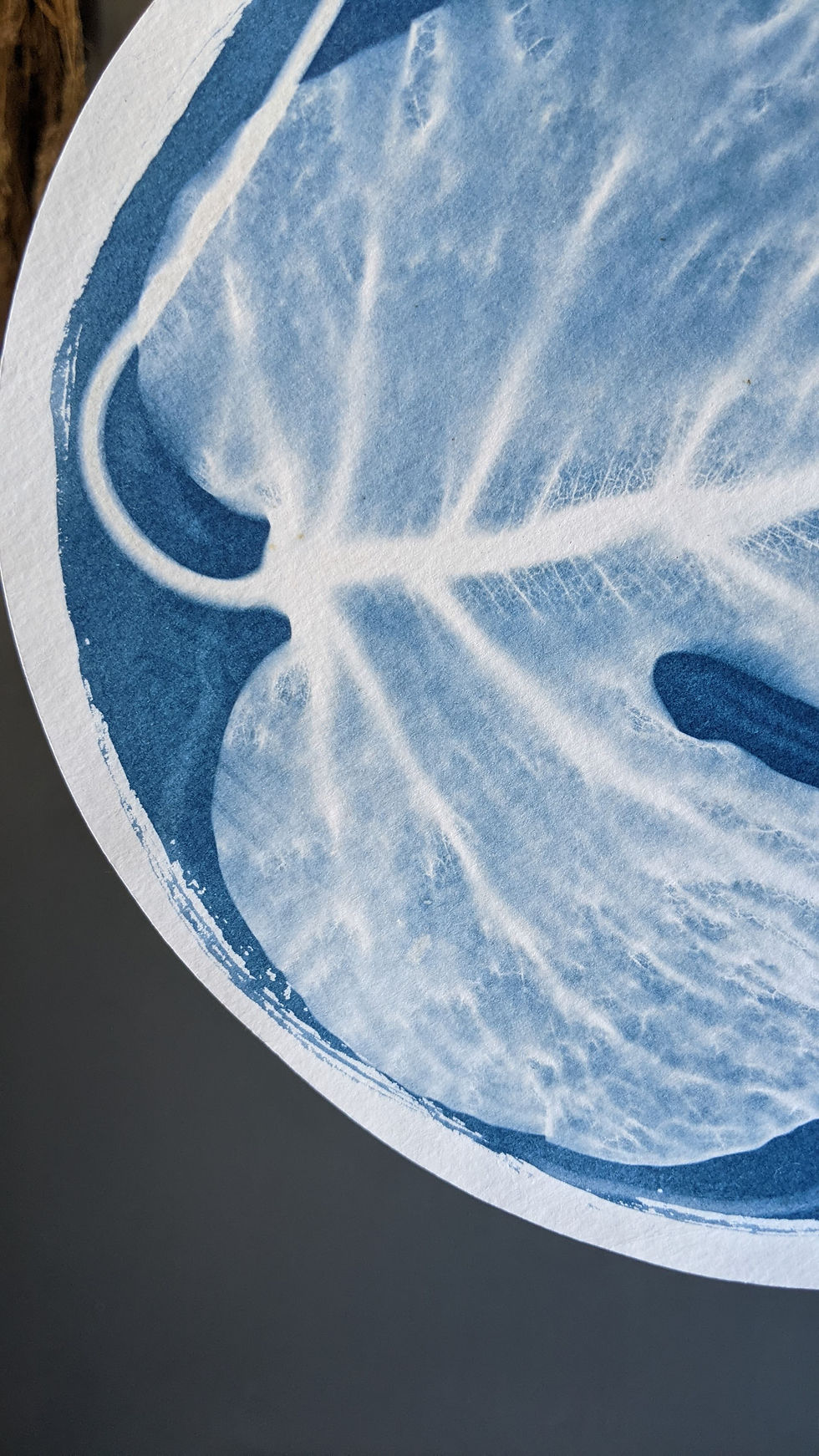 Thumbnail: "C'est la vie" (Monstera 7) (8" cyanotype)