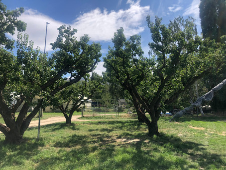 An Orchard Visit