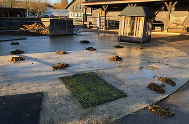 PT-Wil Bereit für den Morgenstall