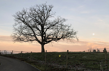 PT-Wil Mond-Utergang