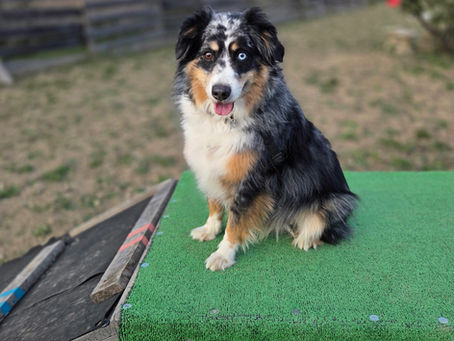 Pourquoi j’ai choisi une pension familiale sans box