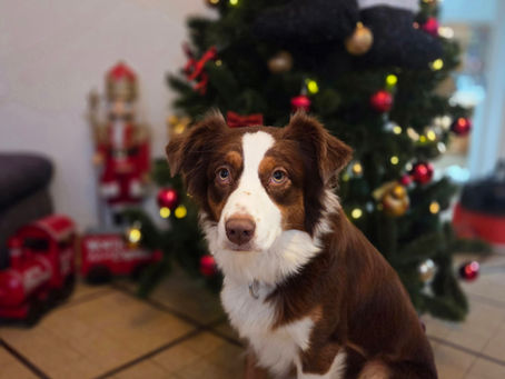 Pet sitting et période de fêtes : bien s'organiser