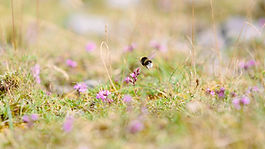 A bumble bee looking for flowers