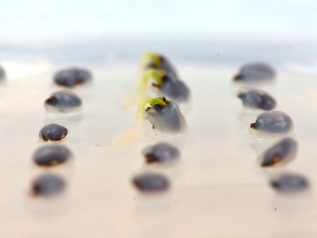 Seeds germinating in a petri dish
