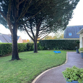 Tonte et taille de haie à Fouesnant : un jardin revitalisé