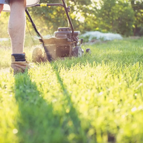 Quand et à quelle fréquence tondre sa pelouse dans le Finistère sud ?